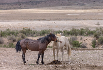 Wild Horses in the Utah Desert