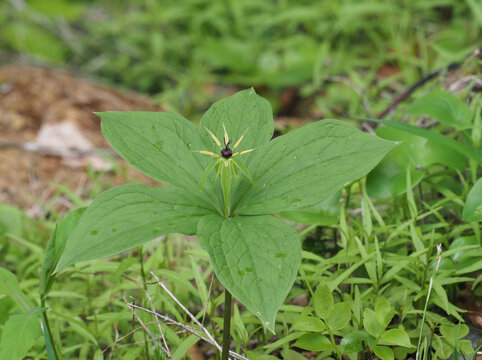 Vierbl&auml;ttrige Einbeere (Paris quadrifolia)