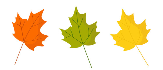 Fototapeta premium Maple leaves are red, yellow and green. Autumn composition for postcard design in natural style.