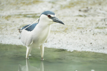 Black-crowned Night Heron