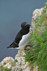 Fototapeta premium Razorbill