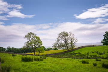 Typical hilly landscape of Upper Teesdale with dry stone walls in Upper Teesdale, County Durham, England, in spring