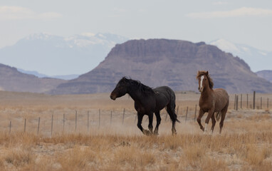 Wild Horses in the Utah Desert