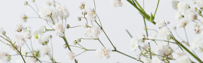 branches with blooming flowers on white background, banner