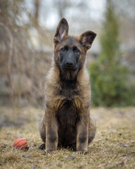 A German shepherd puppy on the street