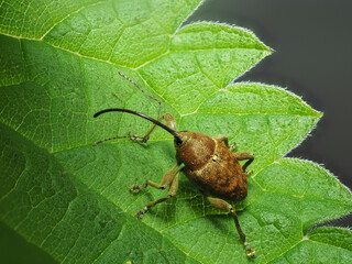 Haselnussbohrer (Curculio nucum) © Lothar Lenz