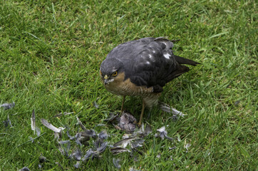 Sparrowhawk with kill