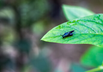 A small bug sitting on a long bean leaf close up
