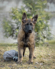 A German shepherd puppy on the street