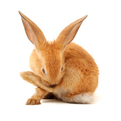 rabbit isolated on white background