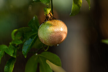 Passiflora edulis - commonly known as passion fruit on plant