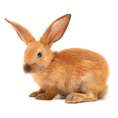 rabbit isolated on white background