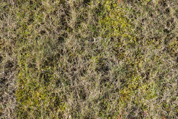 European forest ground covered with moss and grass