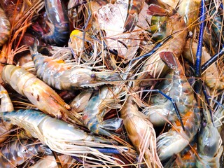 giant prawns(Macrobrachium rosenbergii) in the market.