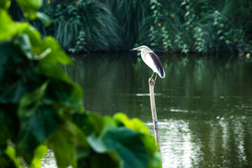 heron in the pond