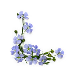 Blue flowers flax and capsules with seed flax ( Linum usitatissimum, linseed ) on a white background with space for text. Top view, flat lay