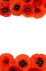 Obraz premium Frame of flowers red poppy ( Papaver rhoeas, corn poppy, corn rose, field poppy, red weed ) on a white background with space for text. Top view, flat lay
