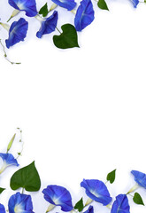 Frame of blue flowers Ipomoea ( bindweed, moonflower, morning glories ) on a white background with...