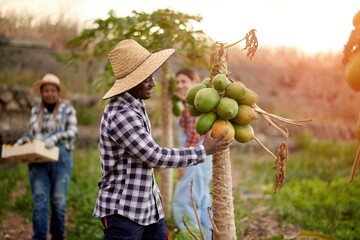 Smiling black harvester touching papaya on plant in countryside