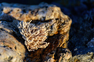 shell of a coral on a norwegian coast