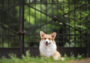 corgi dog in the park