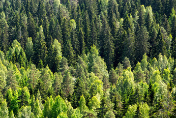 Thick Finnish forest from air background with spruce, pine and birch trees