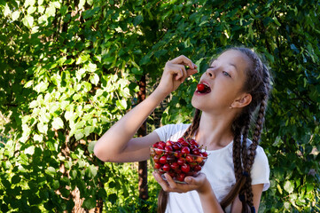 in summer garden young cute girl with pigtails in white T-shirt holds glass vase with ripe cherries and brings one berry to her mouth. Delicious and healthy food. Copy space