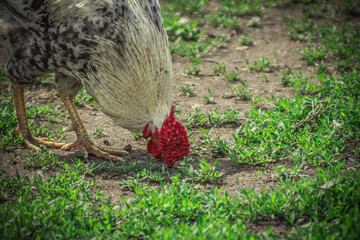 a rooster in the countryside walks on the green grass