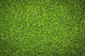 top view green grass texture for background