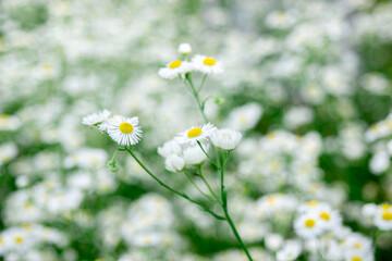 Camomile field. Blooming daisies in nature. Natural background.