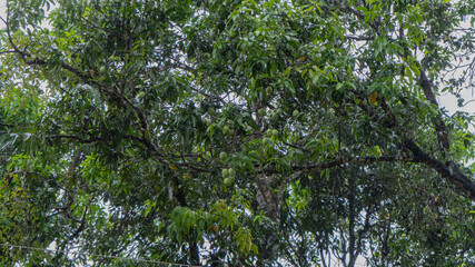 Obraz premium Mangos in tree