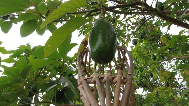 Harvesting avocados with a picker