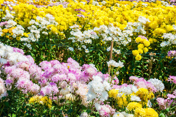 Close-up vivid multi color blossom of Chrysanthemum flower in garden. Beautiful blooming flowers...