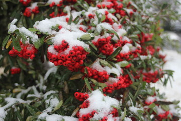 red berries in snow