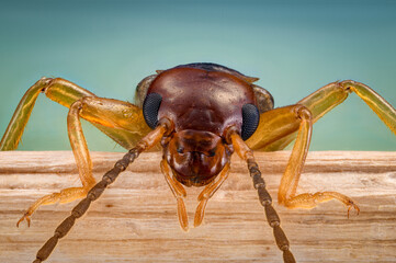 Macro of a earwig