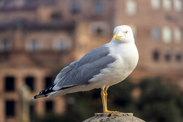 Goéland perché à Rome