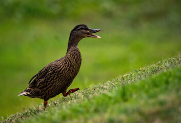 Mottled Duck
