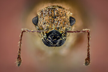 macro of a weevil