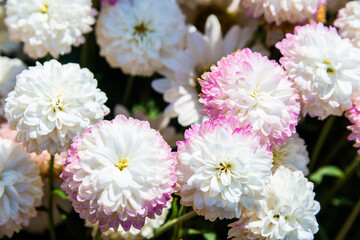 Close-up vivid multi color blossom of Chrysanthemum flower in garden. Beautiful blooming flowers fields background in spring season.