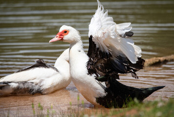 Muscovy Ducks