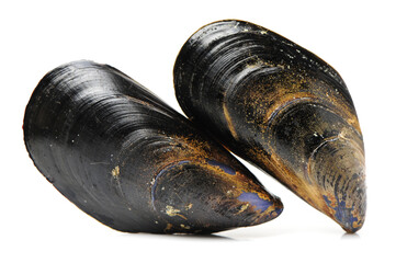 Fresh mussel on white background