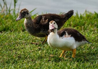 Muscovy Ducks