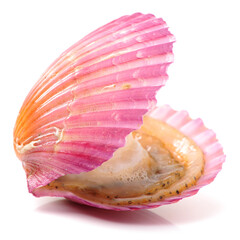 Raw scallop on white background 