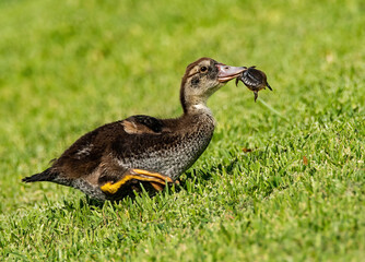 Muscovy Ducks