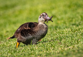 Muscovy Duck