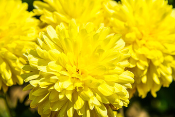 Close-up vivid multi color blossom of Chrysanthemum flower in garden. Beautiful blooming flowers...