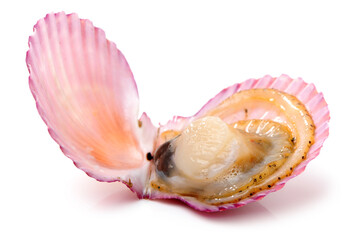 Raw scallop on white background 