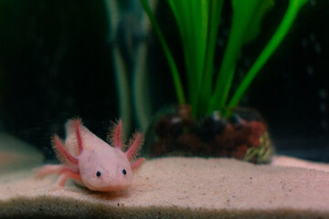 Axolotl Mexican underwater walking fish salamander in aquarium