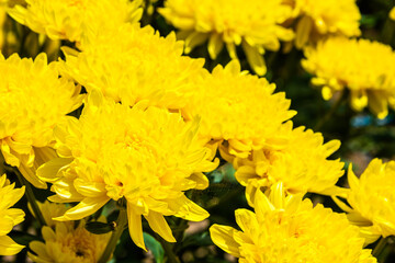 Close-up vivid multi color blossom of Chrysanthemum flower in garden. Beautiful blooming flowers...