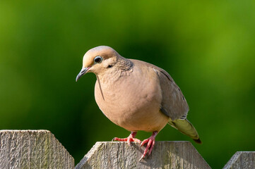 dove on a fence